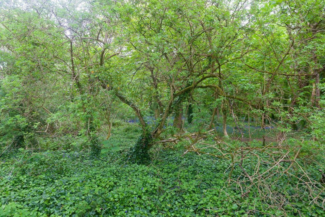 Cosy Woodland Home Uny Lelant Exterior foto